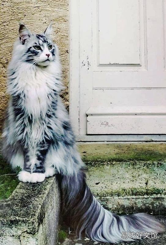 猫可爱的品种(猫可爱图片)