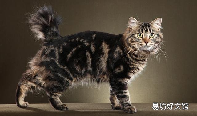 猫可爱的品种(猫可爱图片)