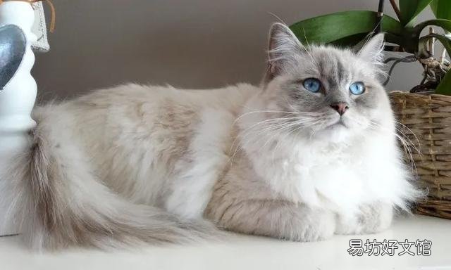 猫可爱的品种(猫可爱图片)
