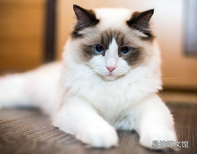 猫可爱的品种(猫可爱图片)