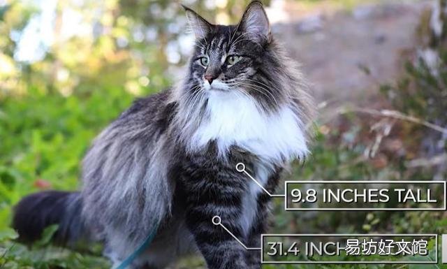 猫可爱的品种(猫可爱图片)