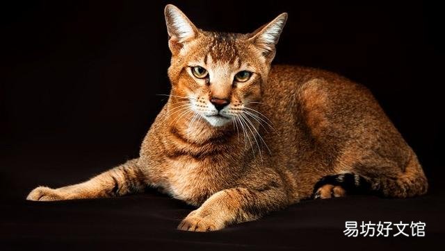 猫可爱的品种(猫可爱图片)