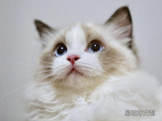 猫可爱的品种(猫可爱图片)