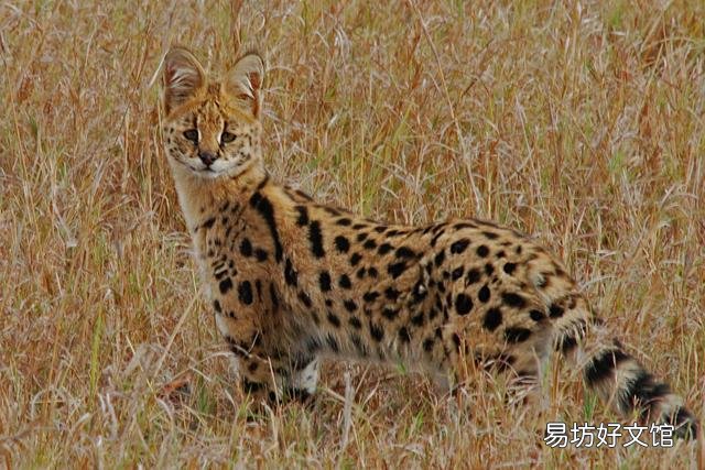 猫可爱的品种(猫可爱图片)