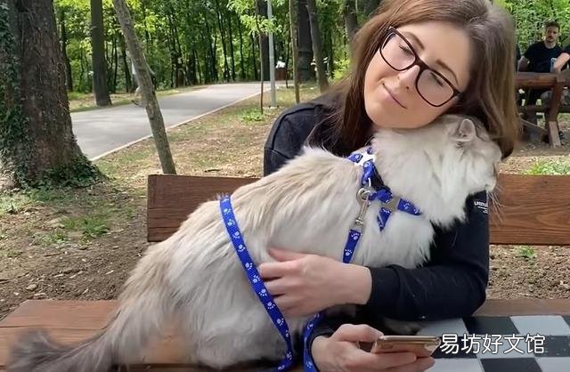 猫可爱的品种(猫可爱图片)