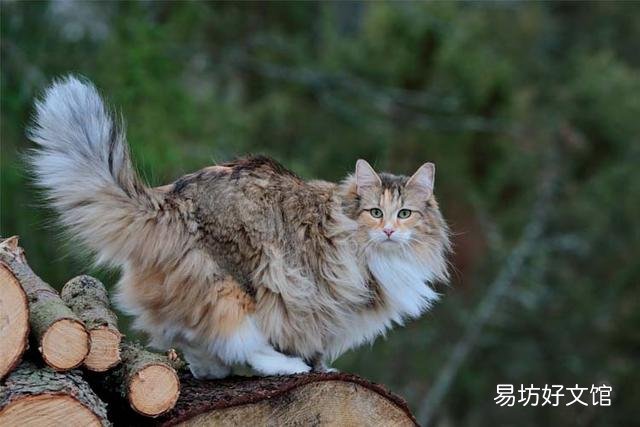 猫可爱的品种(猫可爱图片)