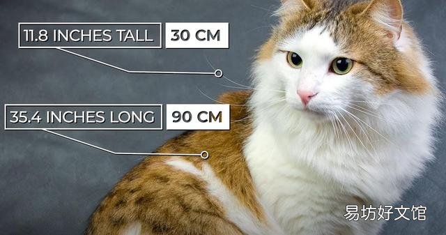 猫可爱的品种(猫可爱图片)