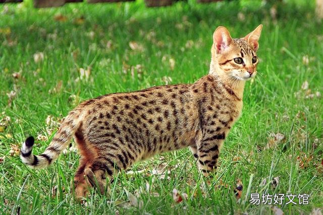 猫可爱的品种(猫可爱图片)