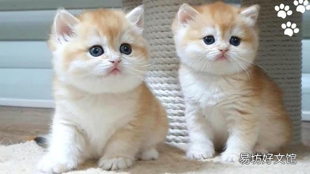 猫可爱的品种(猫可爱图片)
