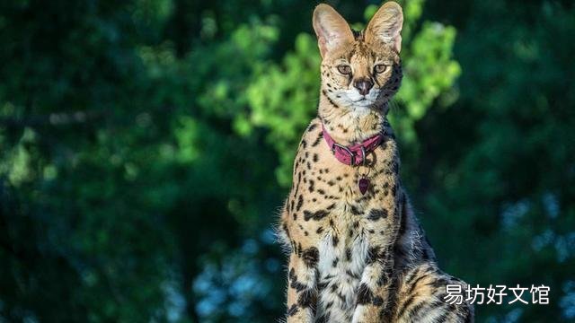 猫可爱的品种(猫可爱图片)