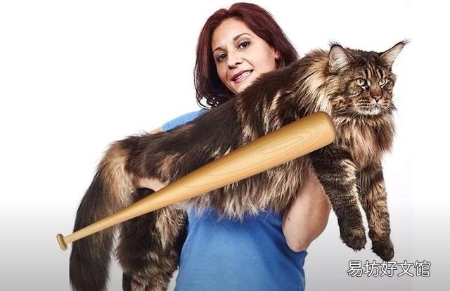 猫可爱的品种(猫可爱图片)