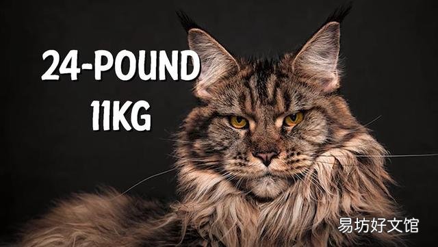 猫可爱的品种(猫可爱图片)