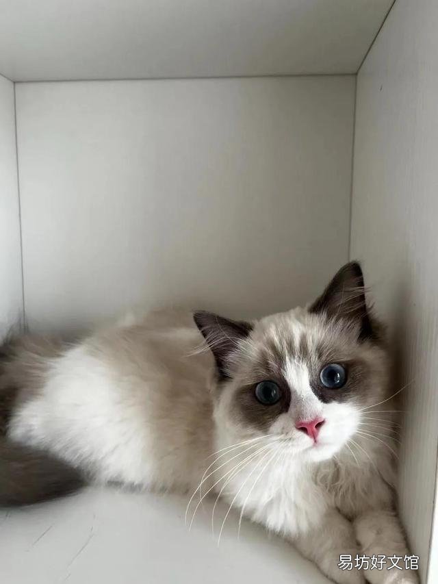 猫咪怀孕初期症状(猫咪怀孕初期症状有哪些)