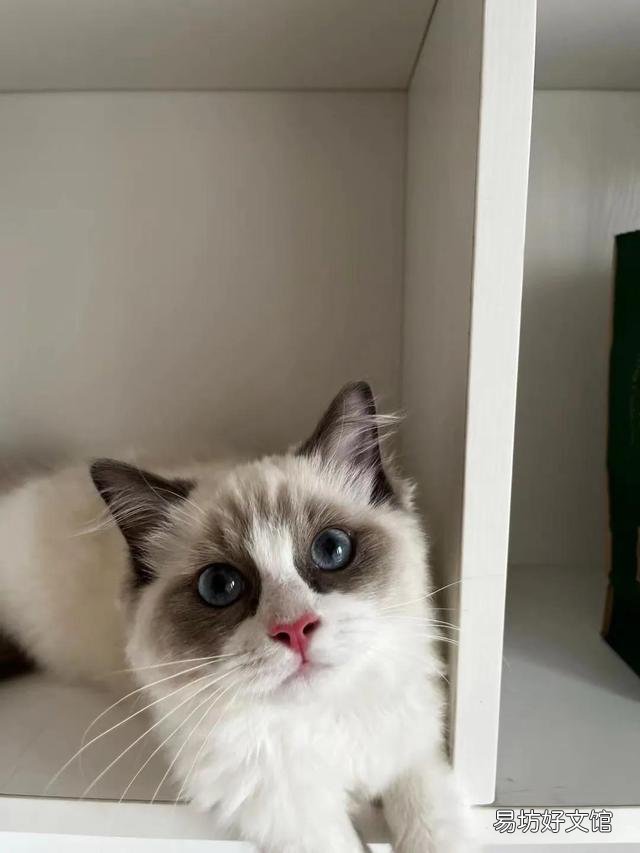 猫咪怀孕初期症状(猫咪怀孕初期症状有哪些)
