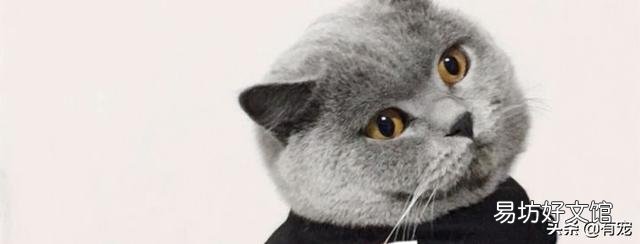 不想养猫了怎么处理(不想养猫怎么办)