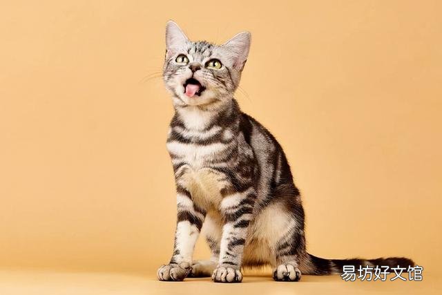 描写猫的外貌(描写猫的外貌的优美句子)