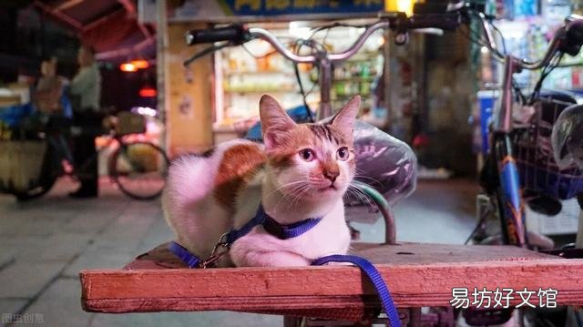 猫腹式呼吸是什么病(猫腹式呼吸是什么样子)
