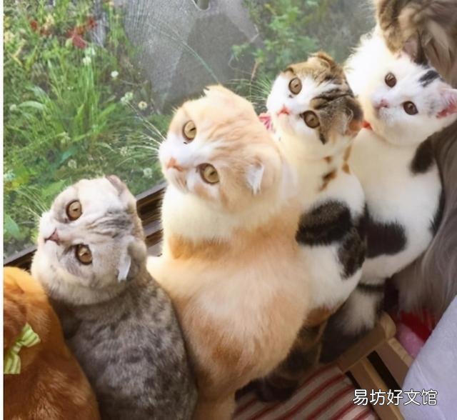 猫腹式呼吸是什么病(猫腹式呼吸是什么样子)