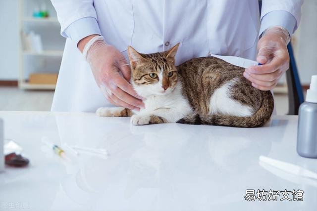 猫腹式呼吸是什么病(猫腹式呼吸是什么样子)