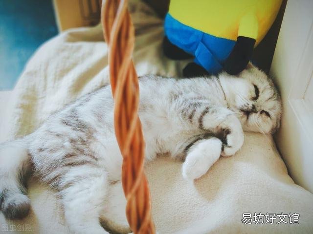 猫腹式呼吸是什么病(猫腹式呼吸是什么样子)