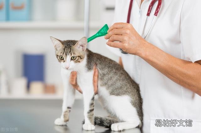 猫腹式呼吸是什么病(猫腹式呼吸是什么样子)