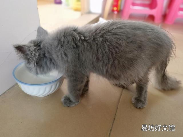 猫三联间隔多久打一次(成年猫三联间隔多久打一次)