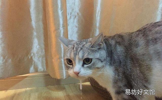 猫怎么养(猫怎么养才听话)