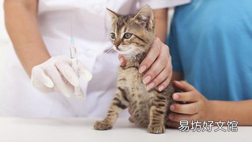 猫怎么养(猫怎么养才听话)