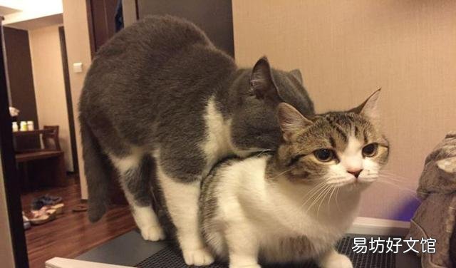 猫怎么养(猫怎么养才听话)