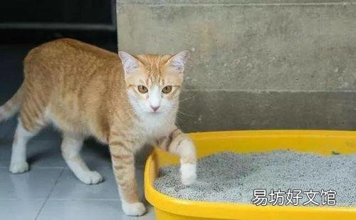 猫怎么养(猫怎么养才听话)