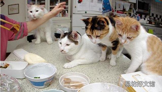 猫怎么养(猫怎么养才听话)