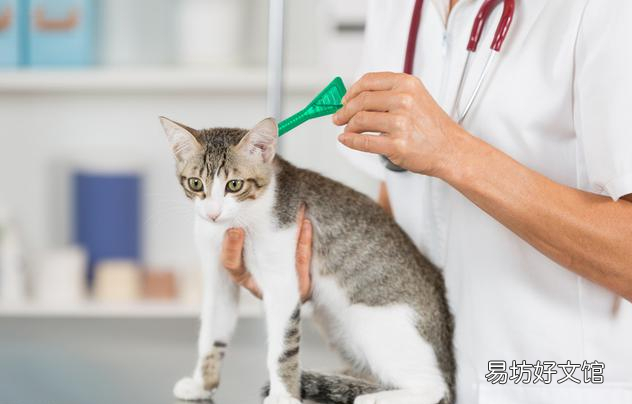 猫怎么养(猫怎么养才听话)