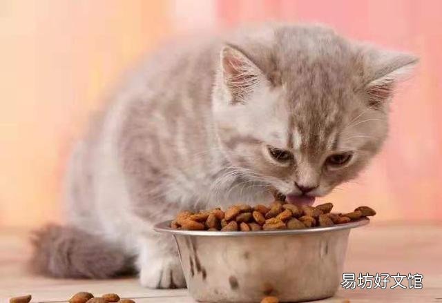 猫怎么养(猫怎么养才听话)