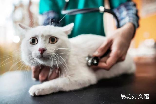 猫怎么养(猫怎么养才听话)