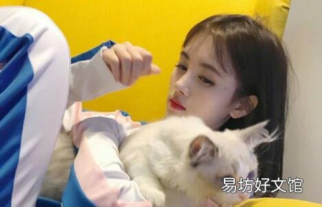 喜欢猫的女人性格心理特点(喜欢猫的女人性格分析)