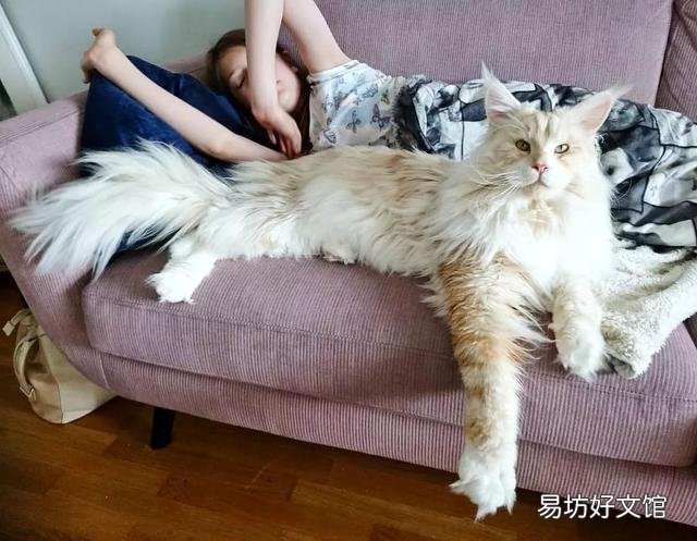 世界上颜值最高的猫图片(世界上颜值最高的猫咪排名)