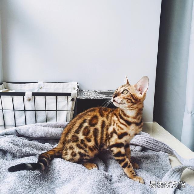 世界上颜值最高的猫图片(世界上颜值最高的猫咪排名)