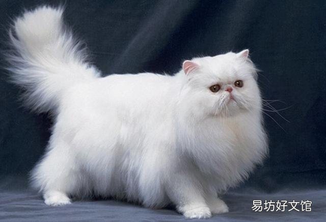世界上颜值最高的猫图片(世界上颜值最高的猫咪排名)