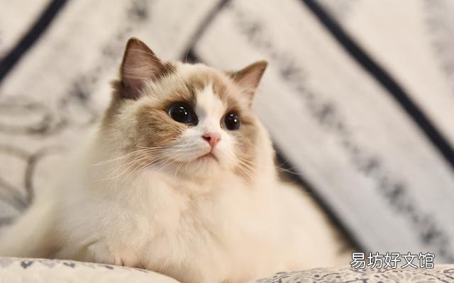世界上颜值最高的猫图片(世界上颜值最高的猫咪排名)