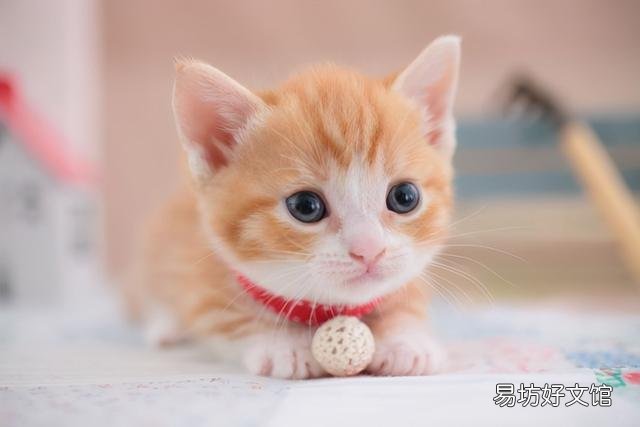 世界上颜值最高的猫图片(世界上颜值最高的猫咪排名)