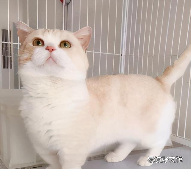 世界上颜值最高的猫图片(世界上颜值最高的猫咪排名)