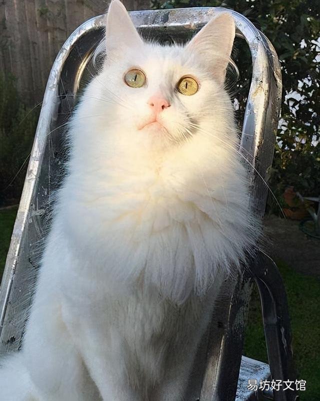 世界上颜值最高的猫图片(世界上颜值最高的猫咪排名)