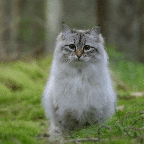世界上颜值最高的猫图片(世界上颜值最高的猫咪排名)