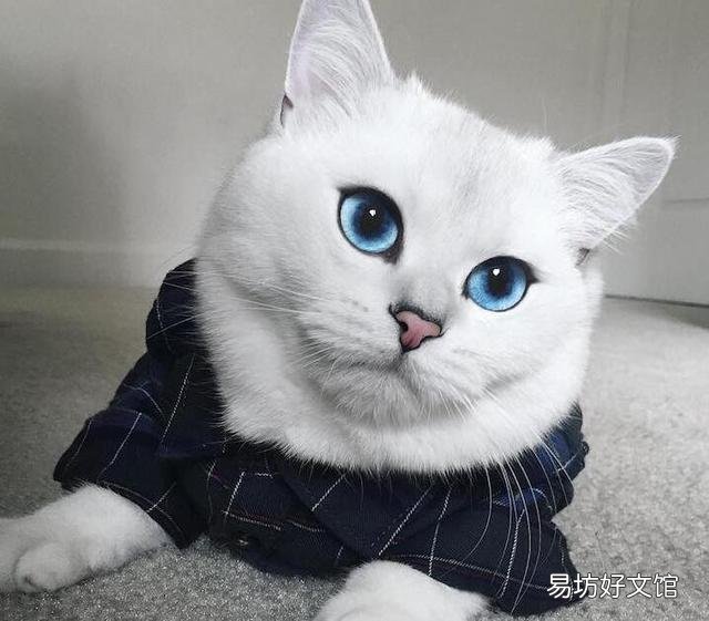 世界上颜值最高的猫图片(世界上颜值最高的猫咪排名)