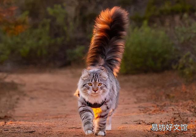 世界上颜值最高的猫图片(世界上颜值最高的猫咪排名)