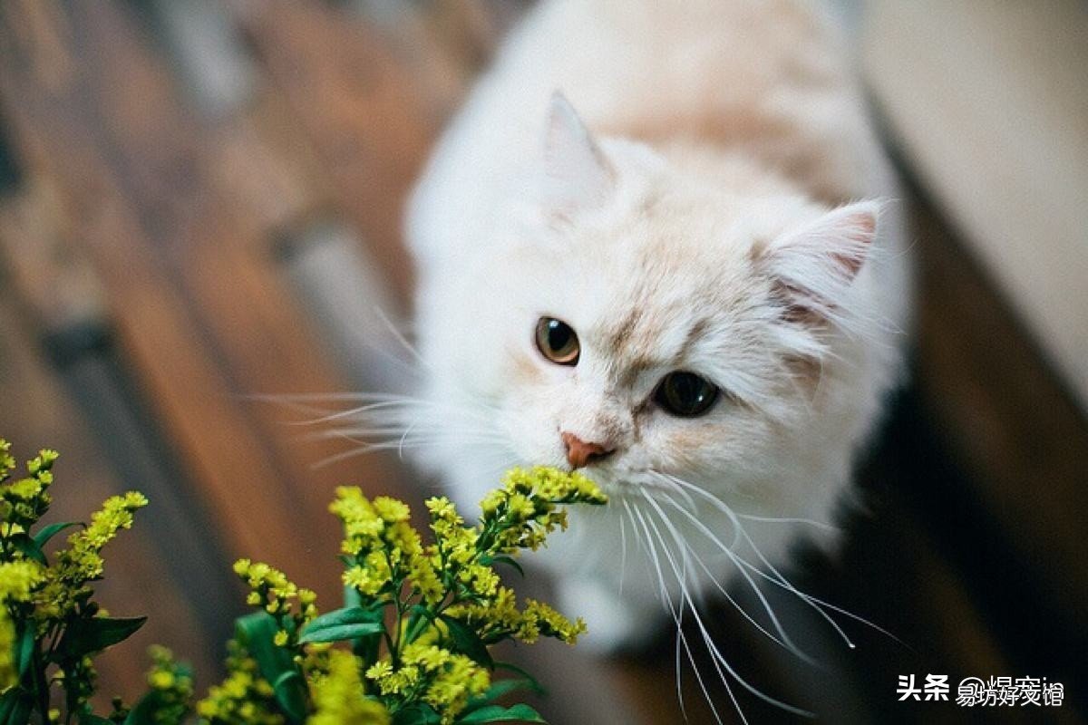猫狂犬病潜伏期多久(宠物猫狂犬病潜伏期多久)
