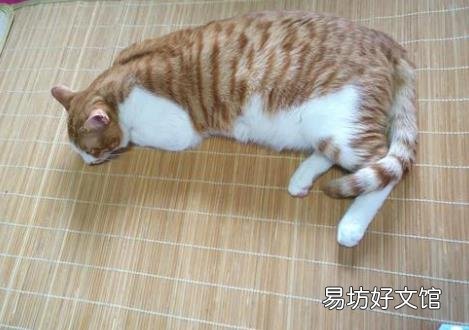 猫咪体温多少正常(夏天猫咪体温多少正常)
