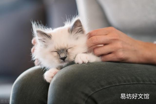 猫发情的叫声(猫发情的叫声和普通叫一样吗)