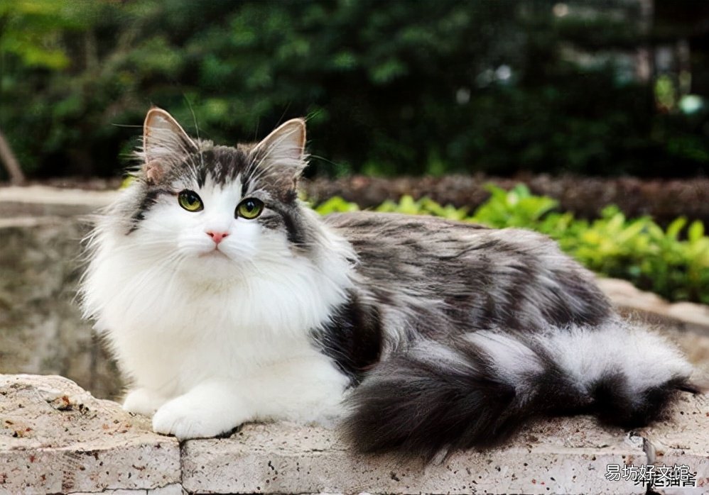 挪威猫图片(挪威猫和缅因猫区别)