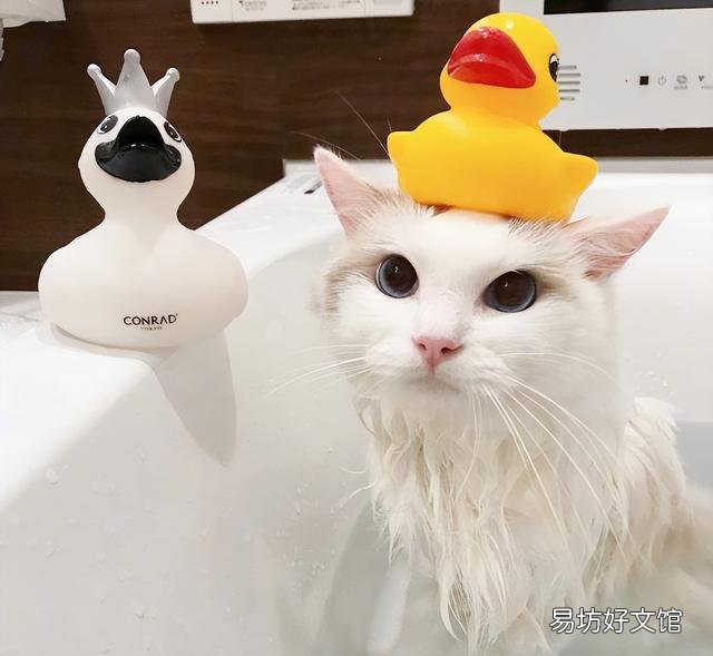 适合家养的猫(适合家养的猫咪品种)